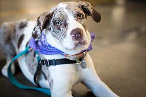 Lucy: Assistant Shipping Lead