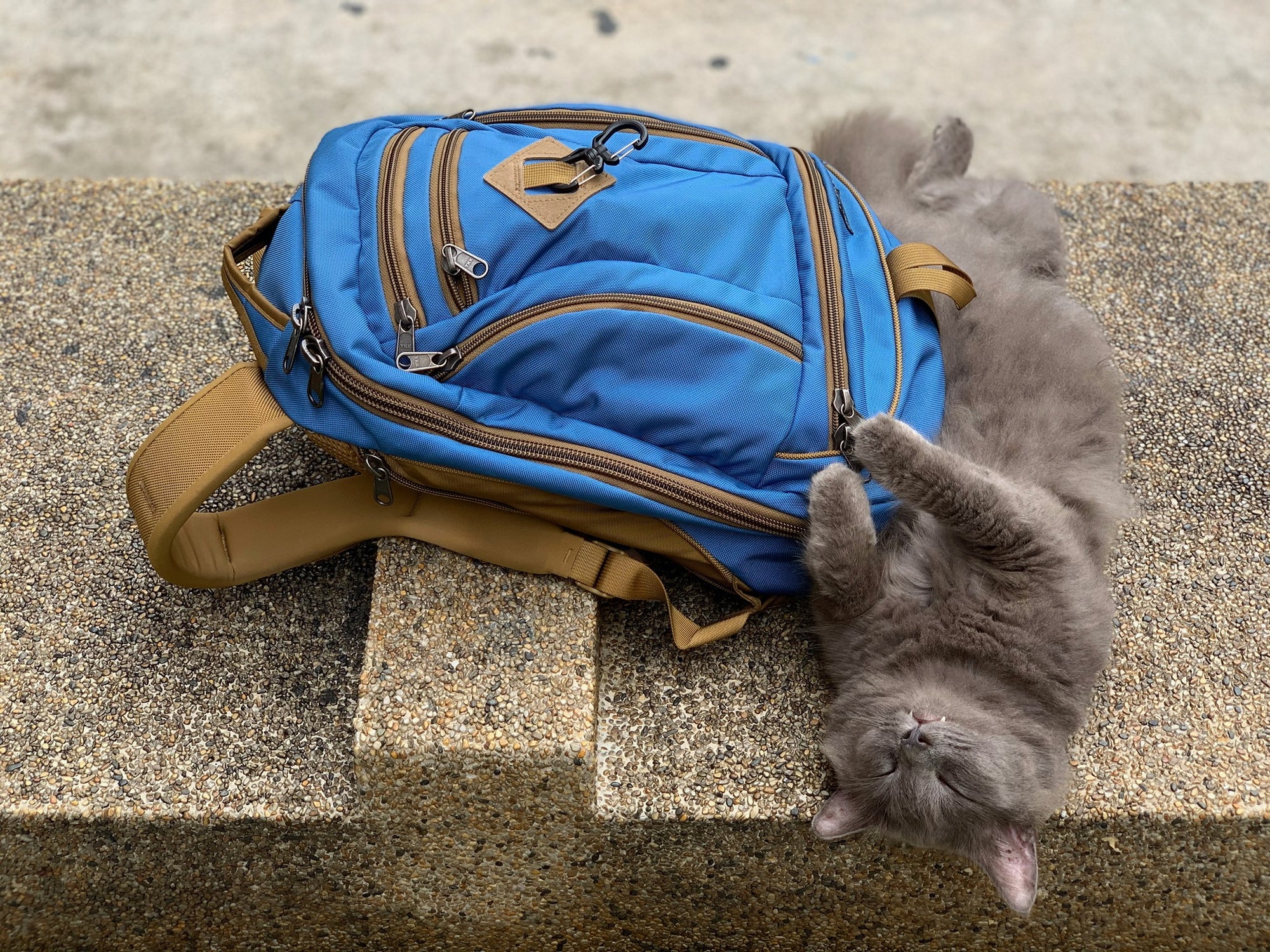 A grey cat curled around a Constellation Guide Edition Synik backpack.