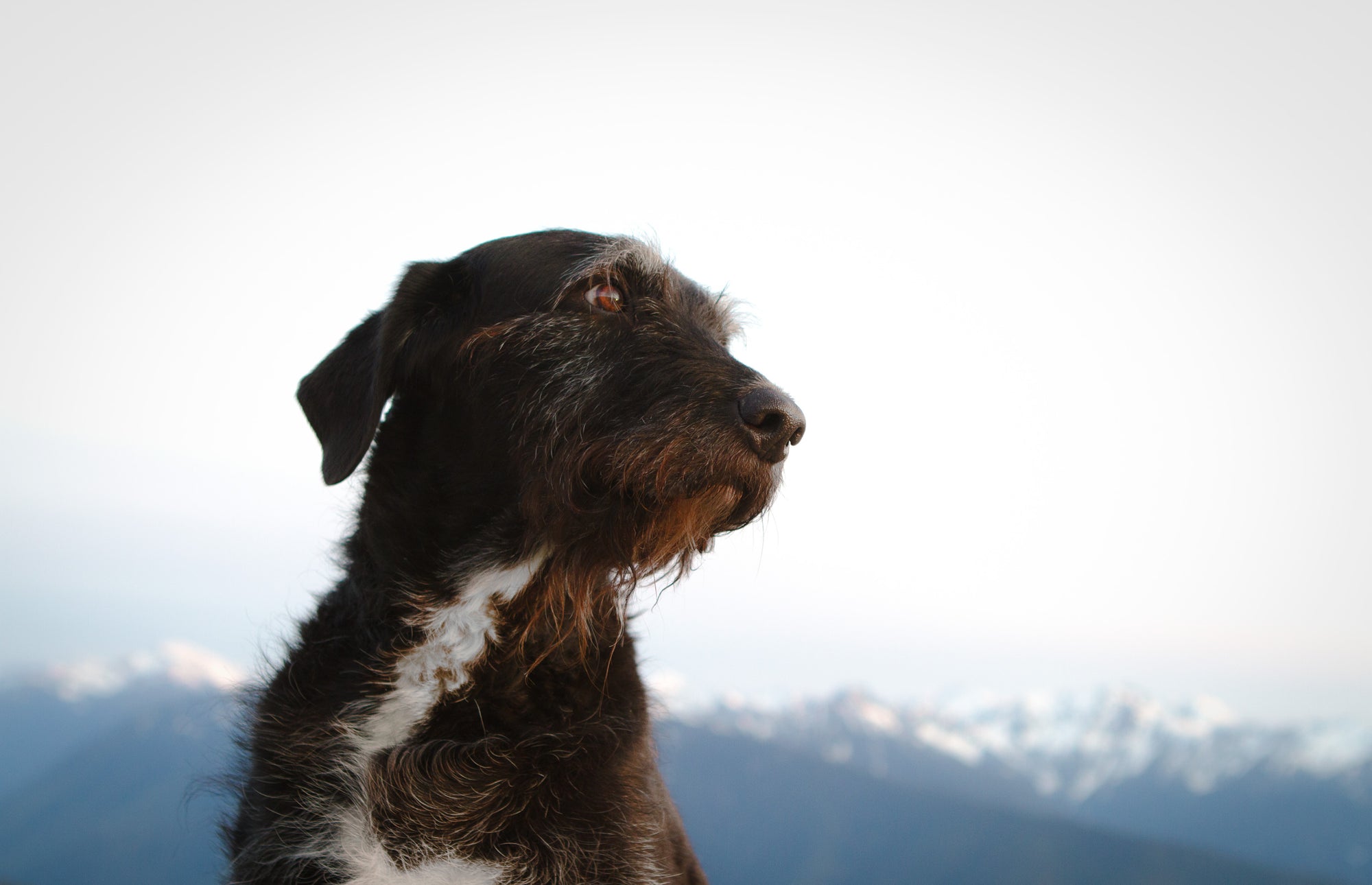 Our Dogs | TOM BIHN | Skookum Dog