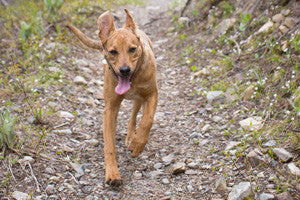 Fiona: Happy Hiker