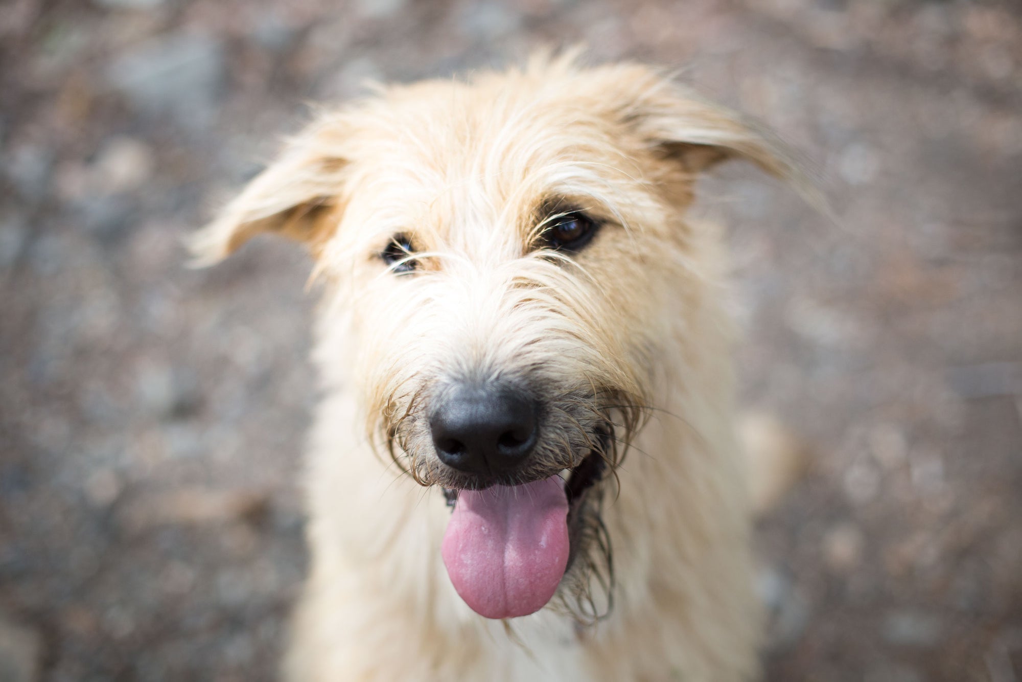 Meet Kasper, Tom's Dog | TOM BIHN