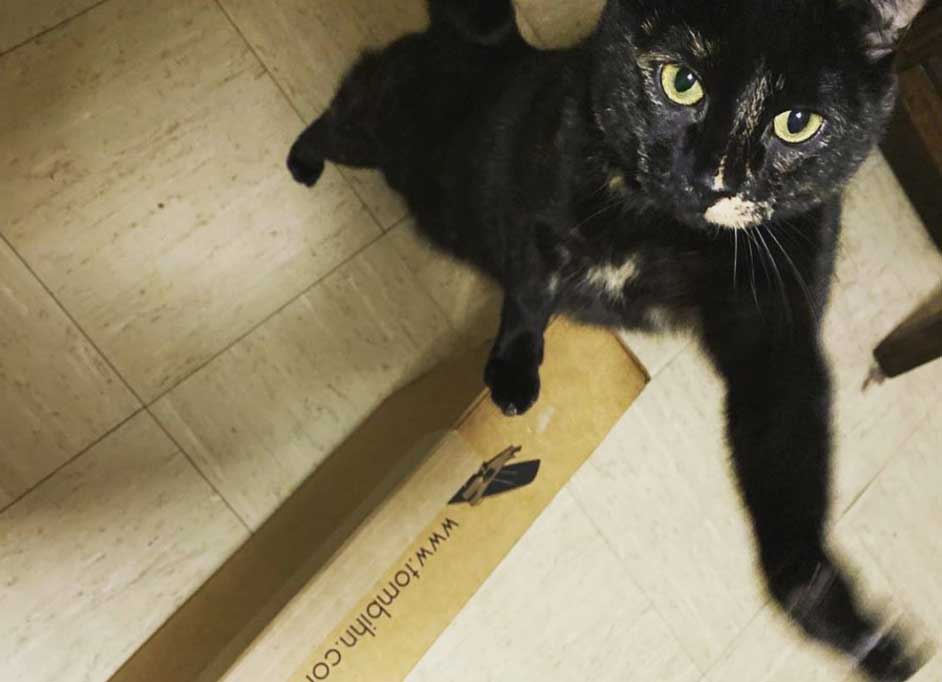 A black cat stretching up to the camera with one paw on a TOM BIHN box for balance.