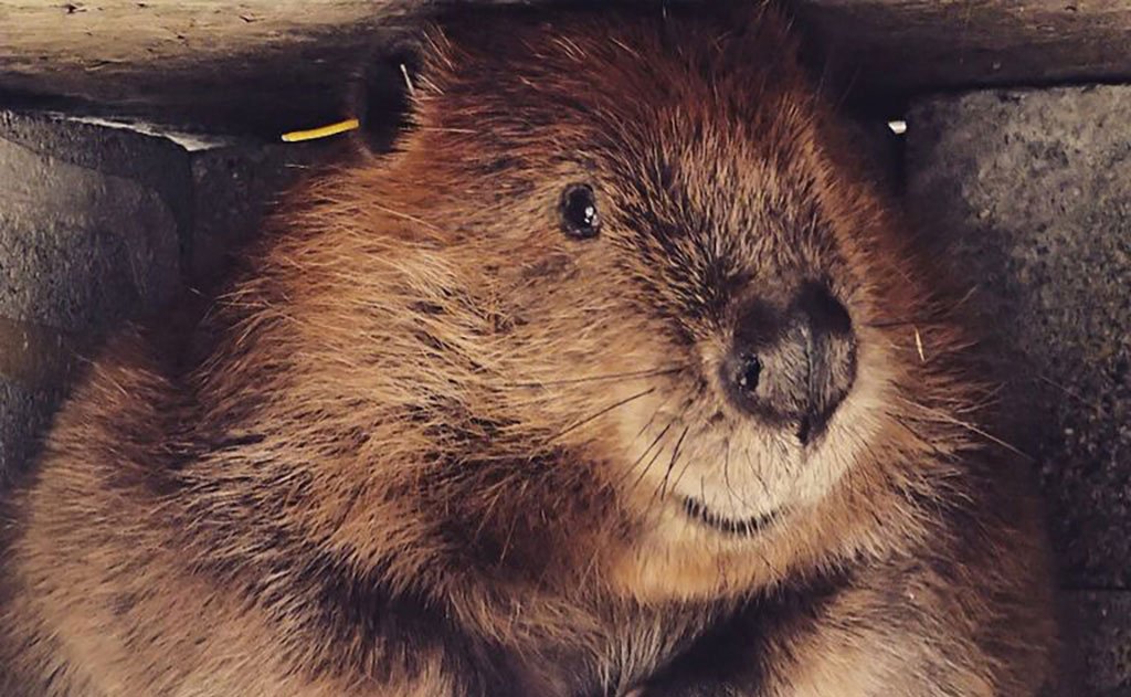 visible ^^ A close up of a Mountain Beaver's face.