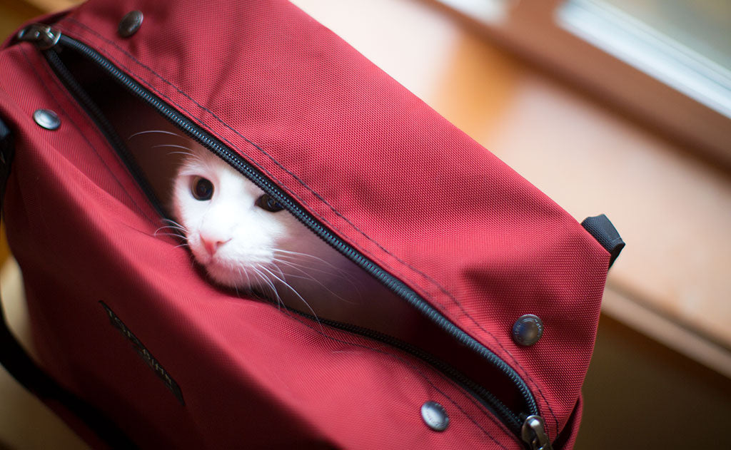 lifestyle visible^^A cat peeking out of the main pocket of the Pop Tote.